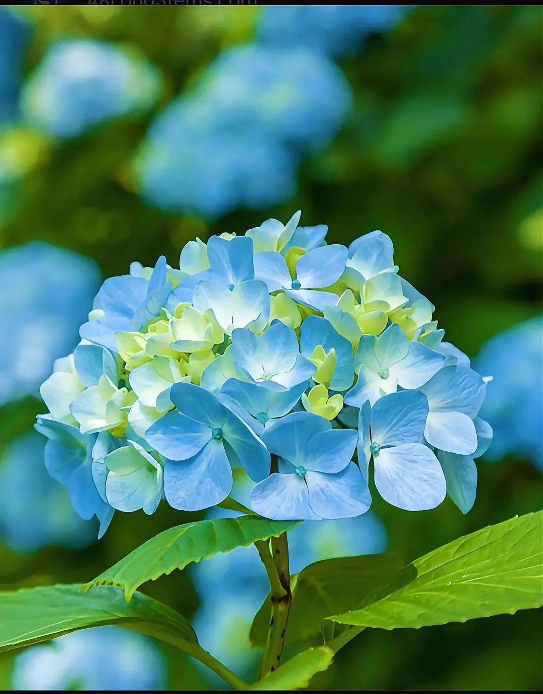 Fresh Flower 1