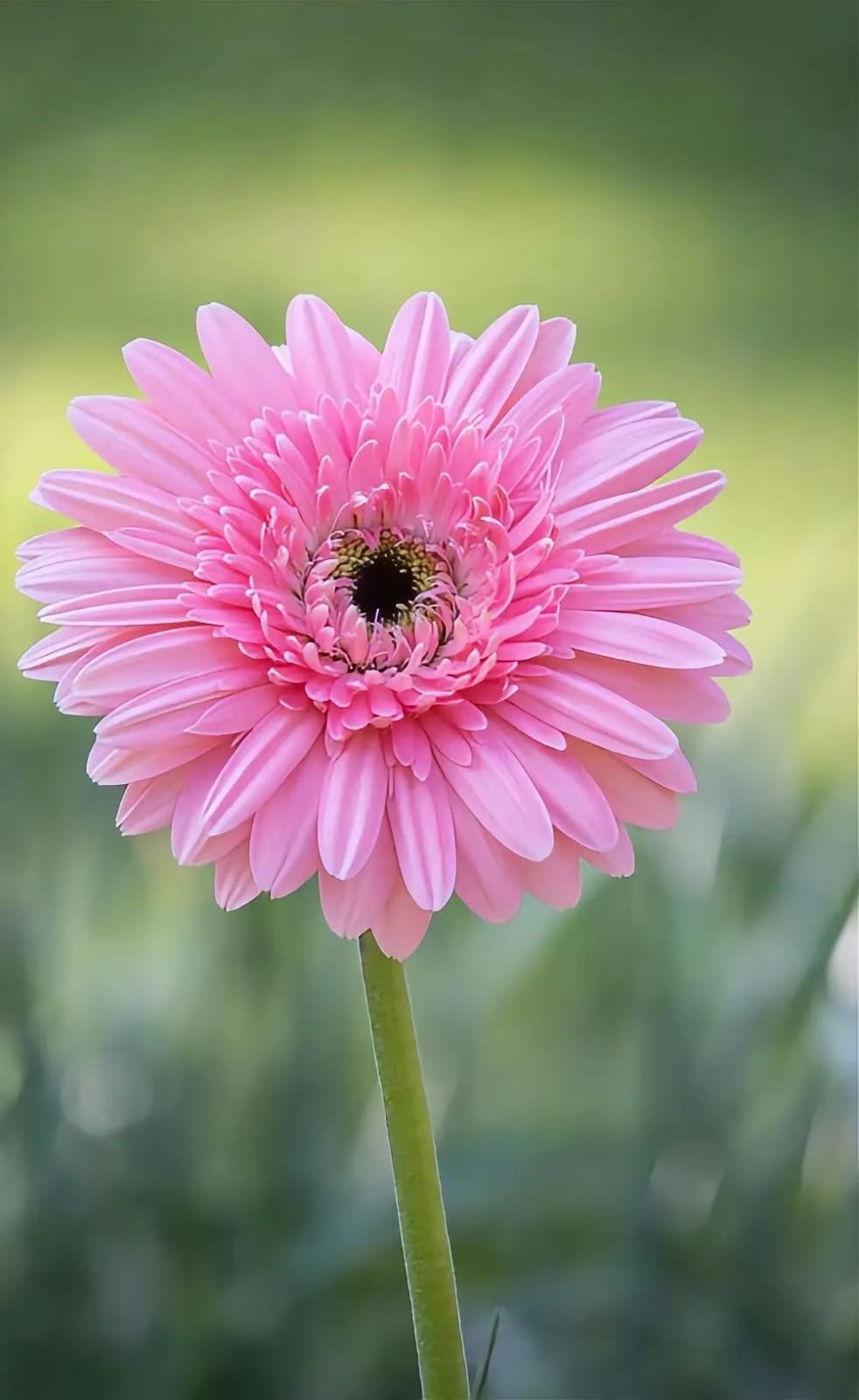 Fresh Flower 4