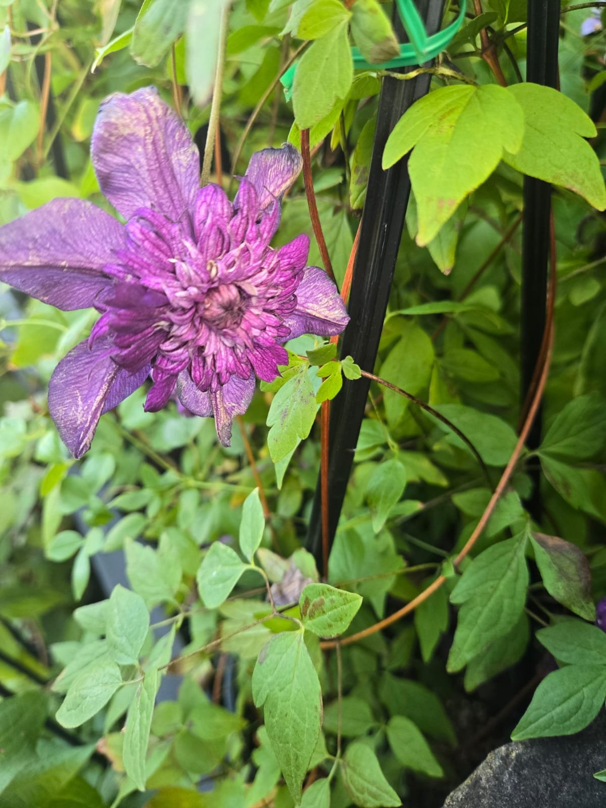 Fresh Flower 1