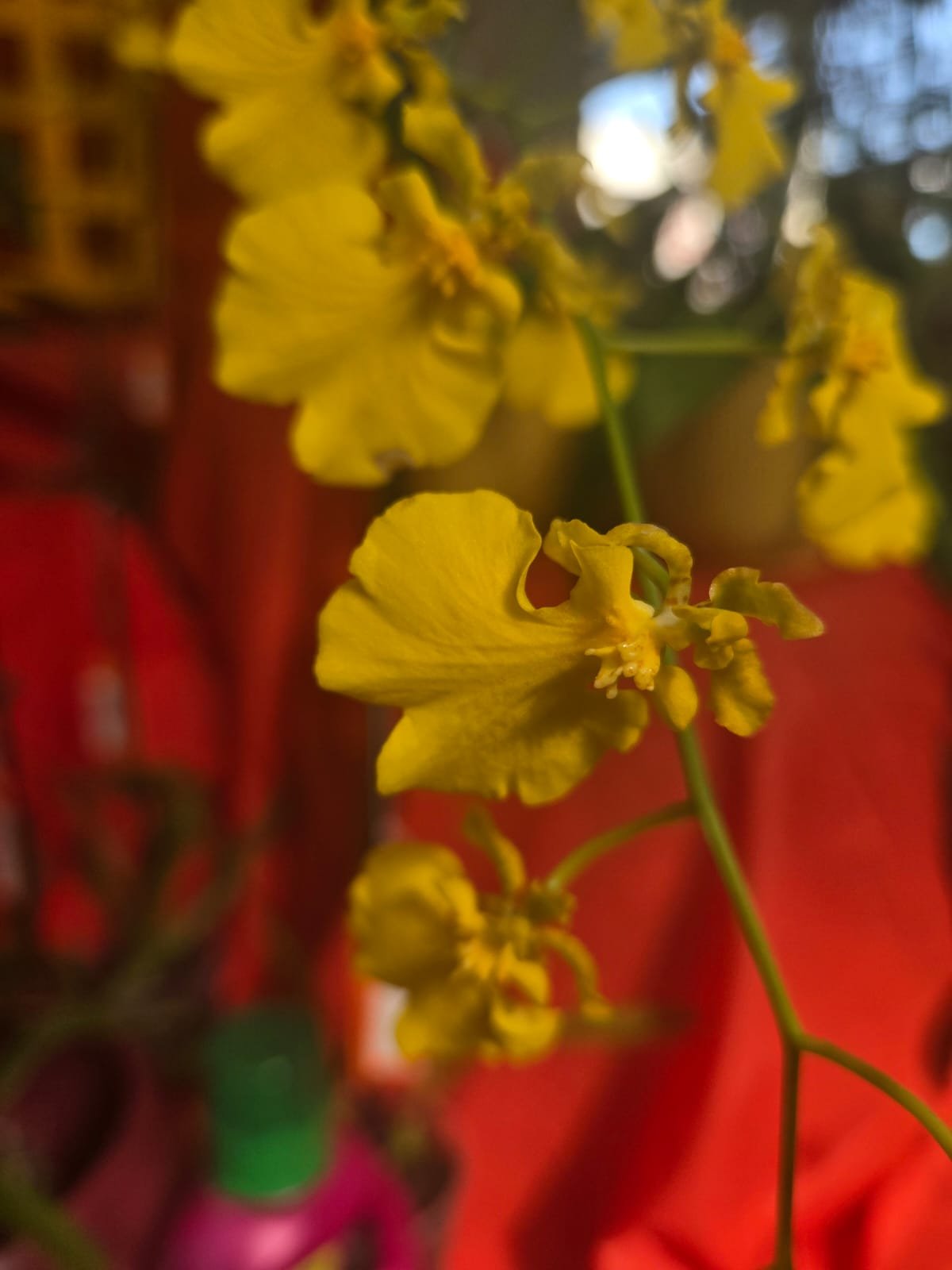 Fresh Flower 3