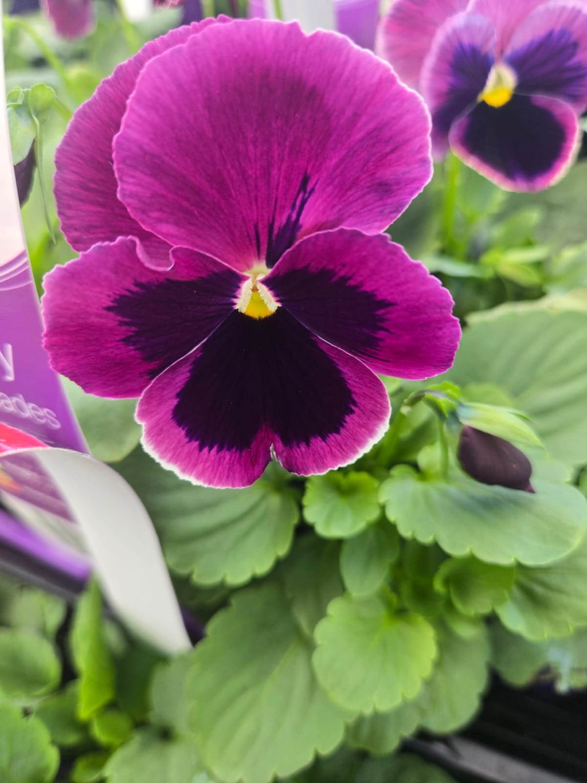 Fresh Flower 5
