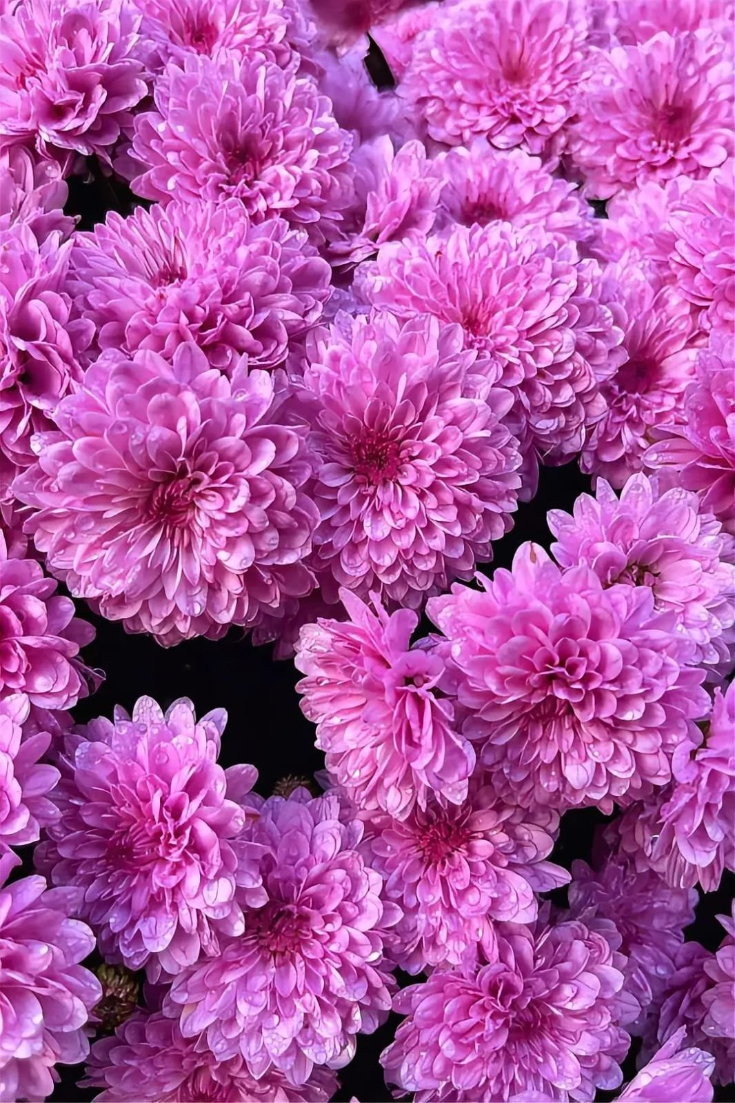 Fresh Flower 2