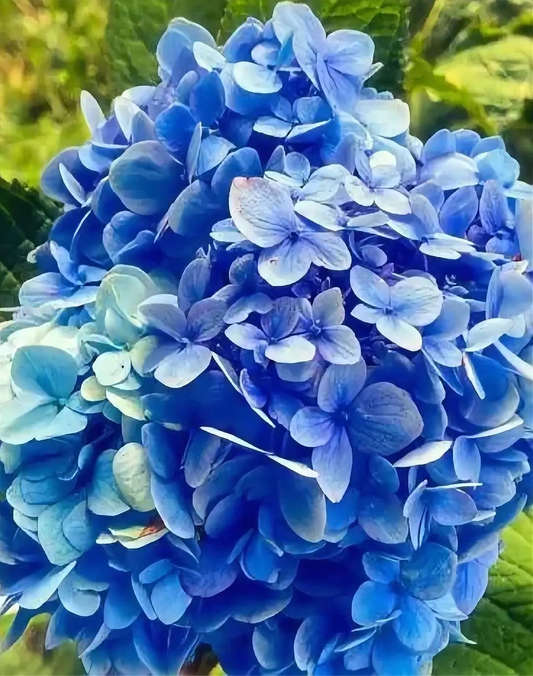 Fresh Flower 3
