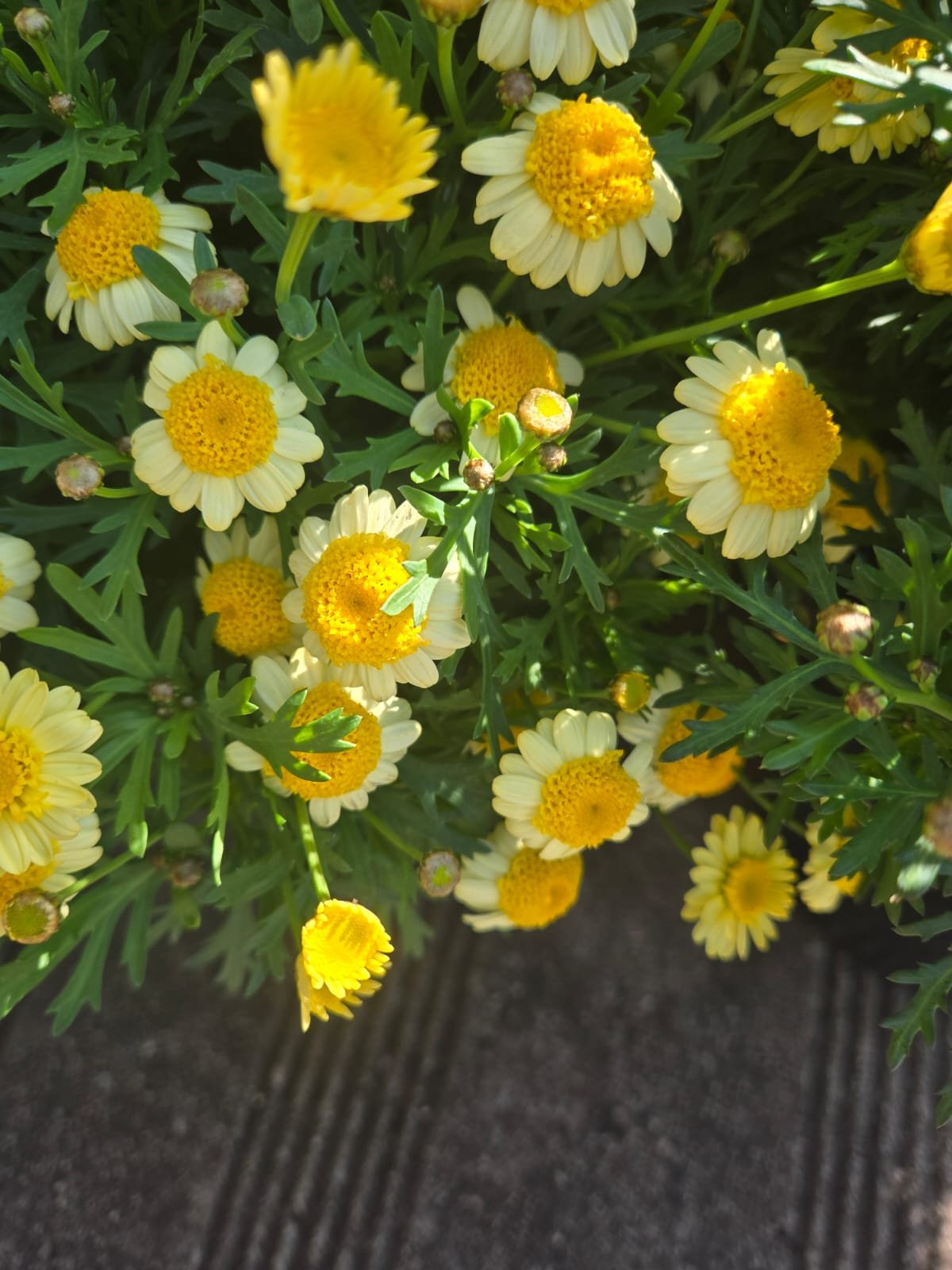 Fresh Flower 4