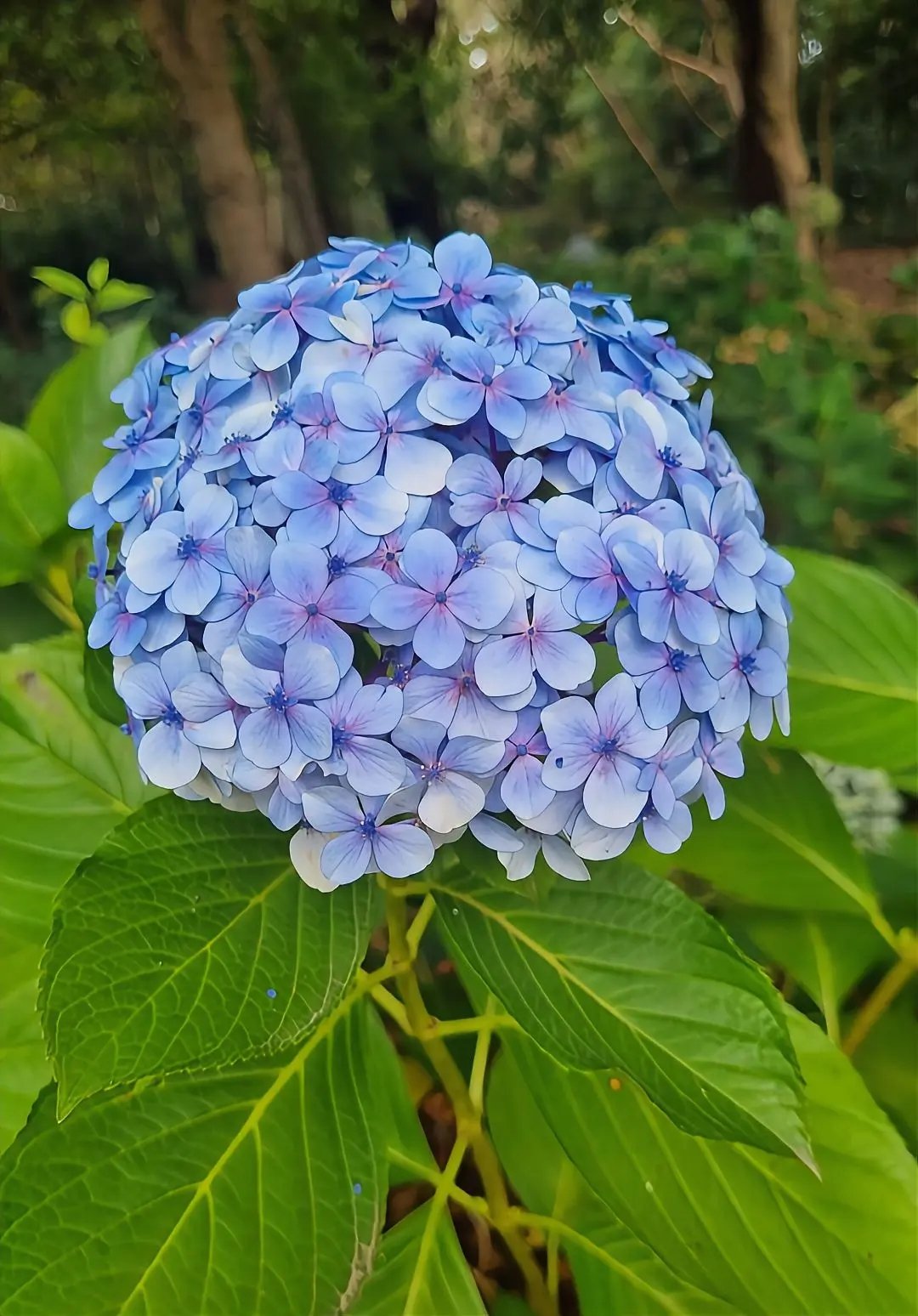 Fresh Flower 5