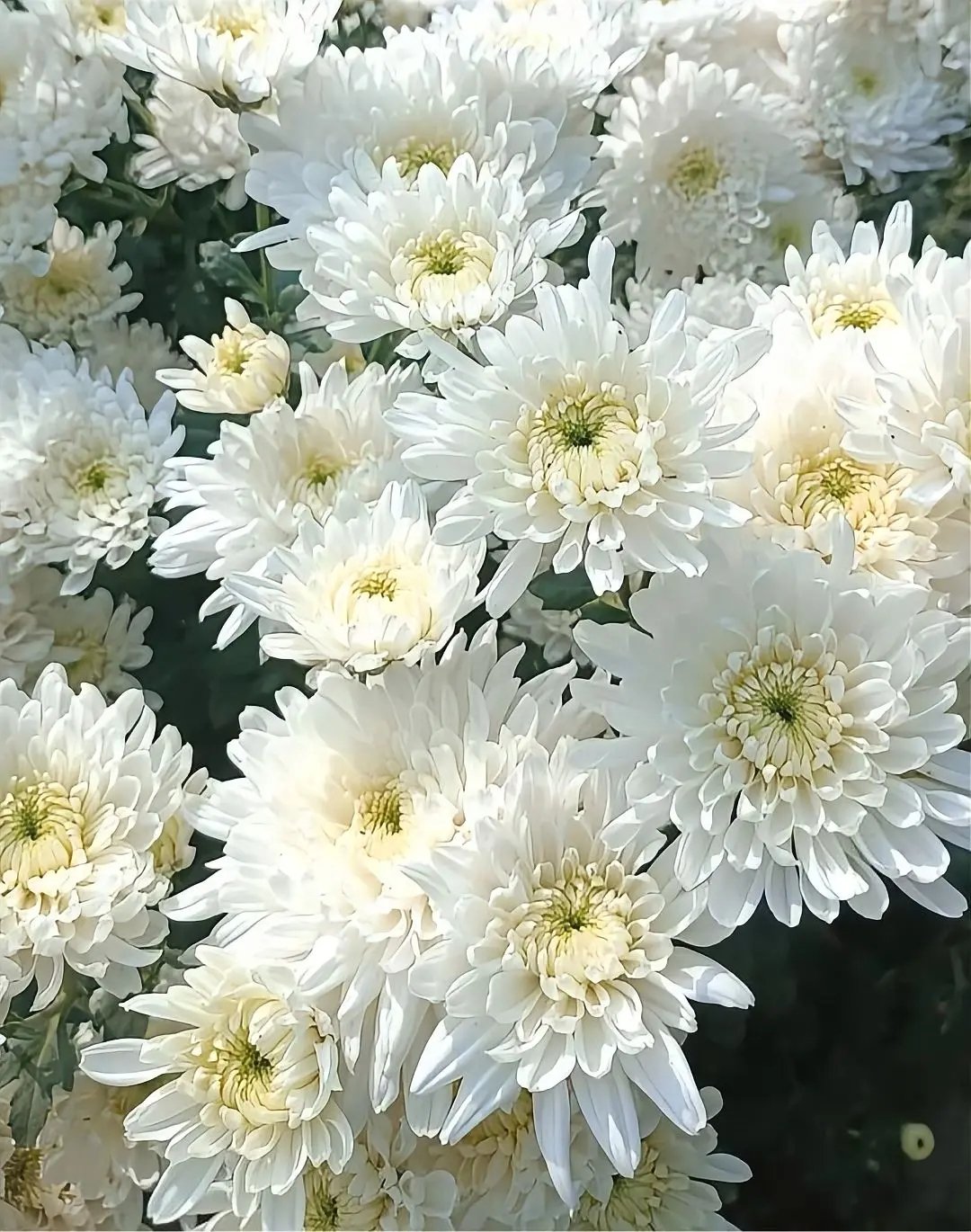 Fresh Flower 6