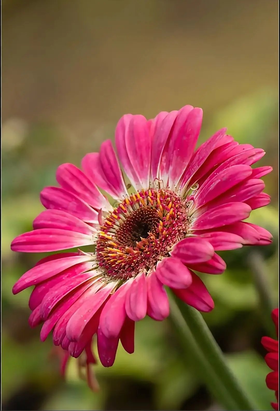Fresh Flower 1