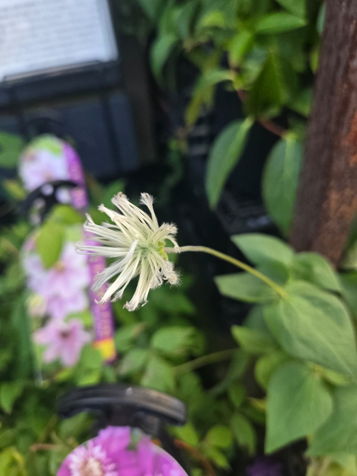 Fresh Flower 3