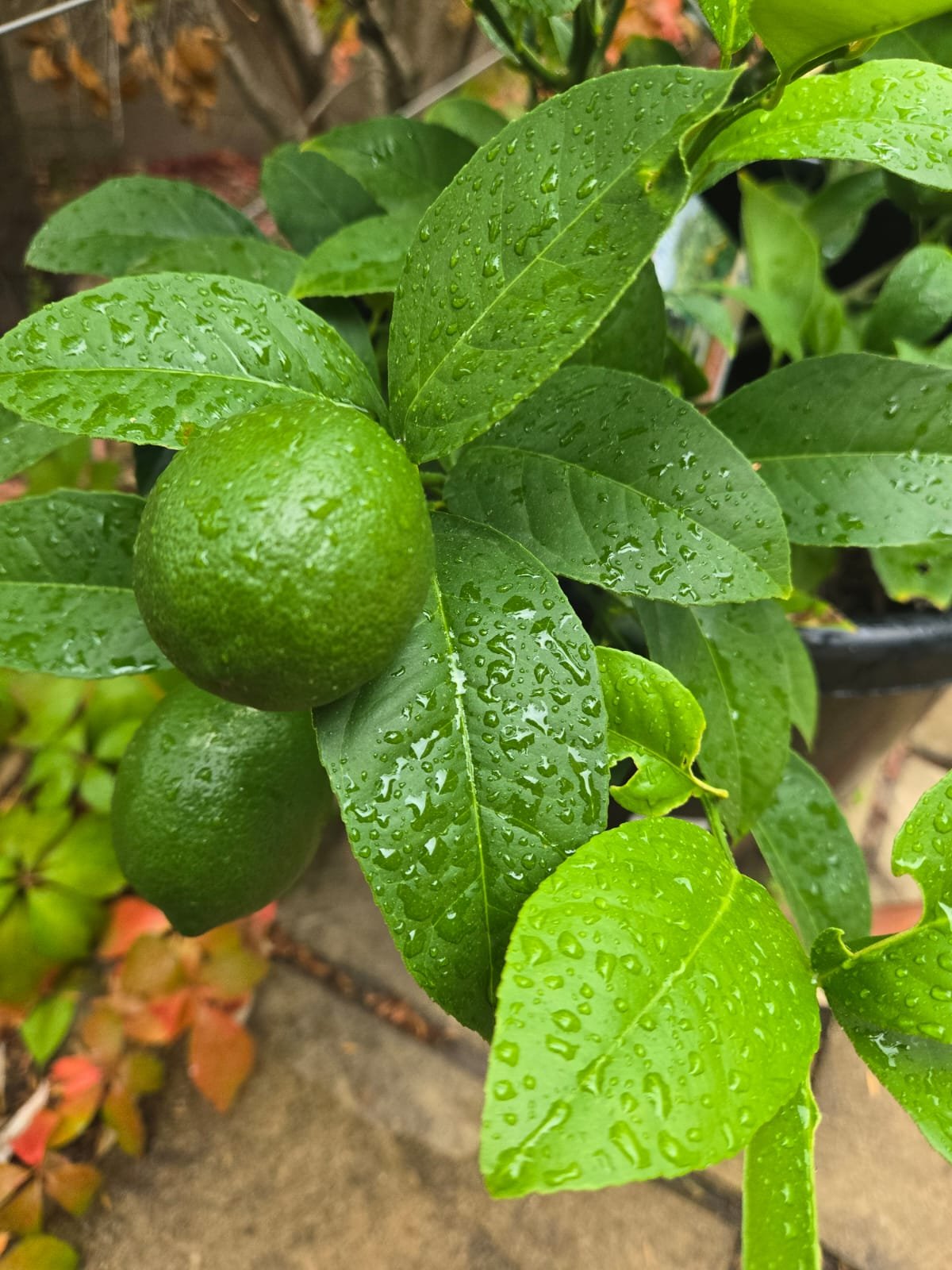 Fresh Fruit 2